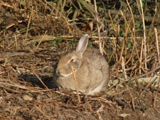 235 lapin garenne